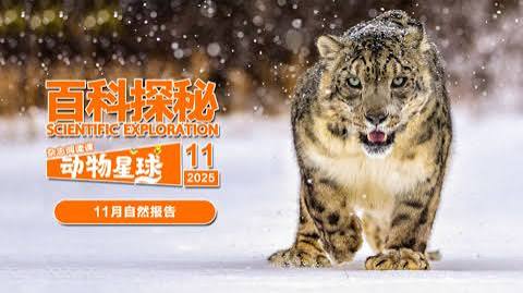 百科探秘动物星球：高山上的白色精灵雪豹